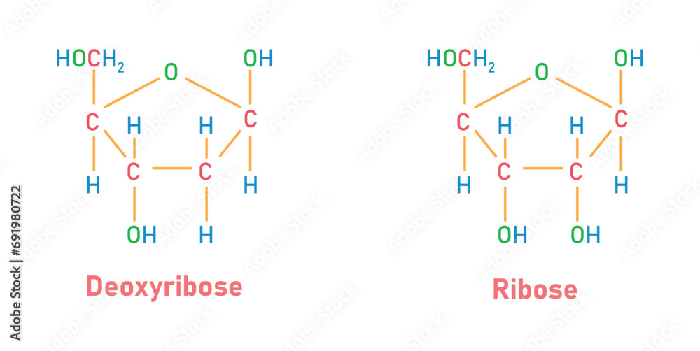 Ribose (C5H10O5) and Deoxyribose (C5H10O4) sugar chemical structure