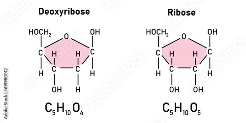 Ribose (C5H10O5) and Deoxyribose (C5H10O4) sugar chemical structure. Scientific resources for teachers and students. Vector illustration.