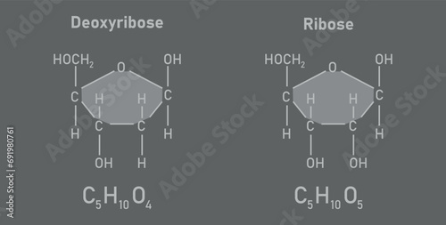 Ribose (C5H10O5) and Deoxyribose (C5H10O4) sugar chemical structure. Scientific resources for teachers and students. Vector illustration. photo