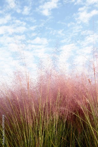 pink muhly grass
