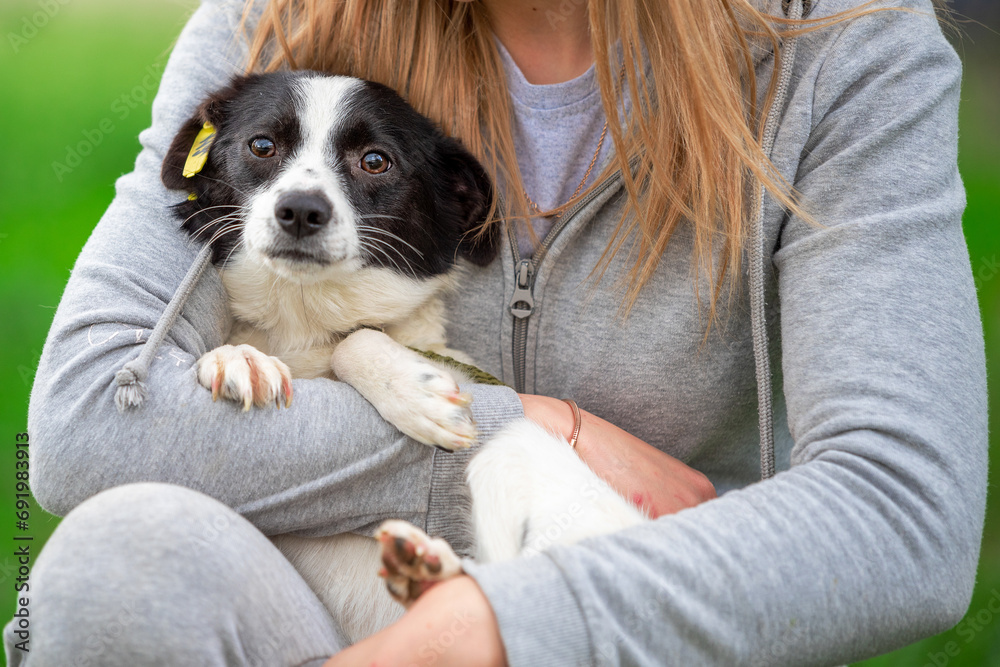 adoption a mongrel black and white puppy sits in the arms of a woman in a gray suit outdoors in summer adoption a mongrel black and white puppy sits in the arms of a woman in a gray suit outdoors in summer