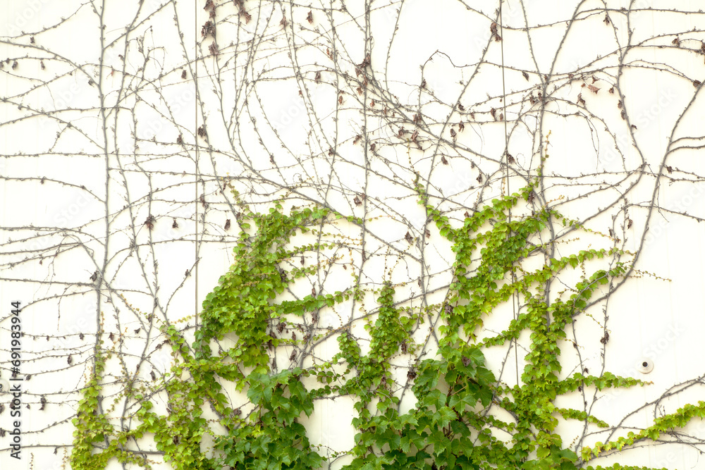 wall and ivy wall and ivy