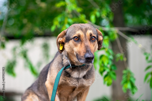 sad mongrel dog with a yellow tag in his ear against the background of summer trees