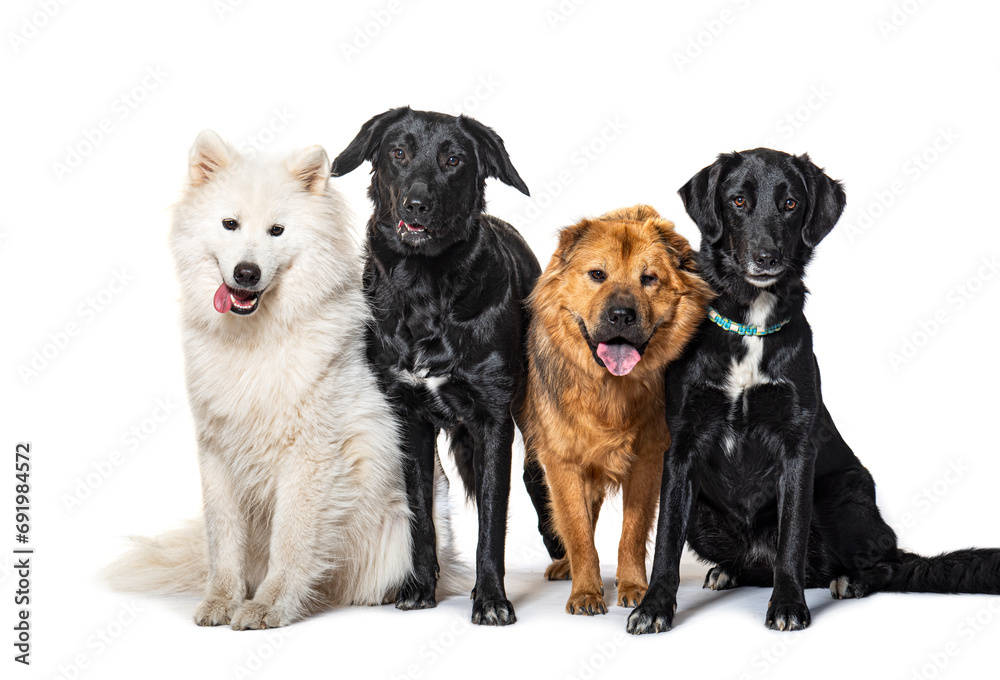 Goup of many dogs, isolated on white