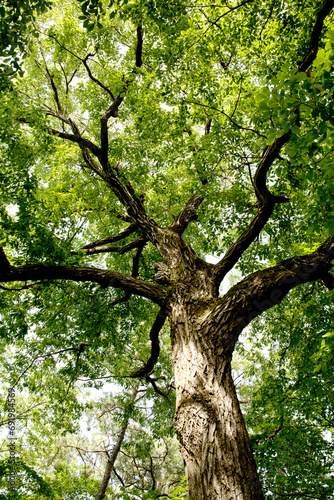 oak tree in summer