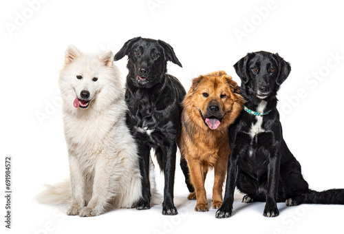 Goup of many dogs, isolated on white