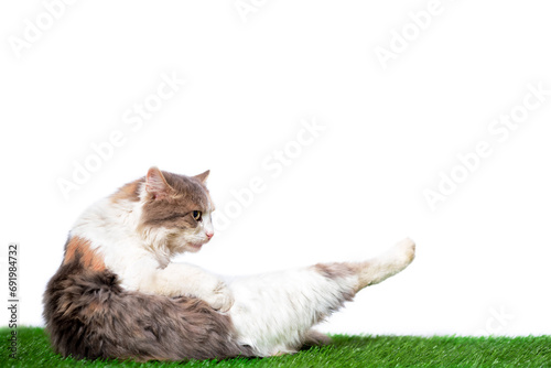 Tricolor mongrel cat doing yoga on green artificial grass on a white background