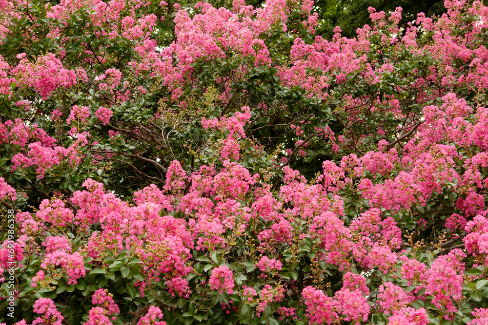 Fototapeta premium crape myrtle