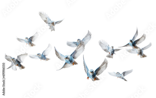 Collection of Colorful Birds Flock on White or PNG Transparent Background photo