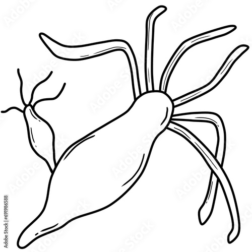 black line art of hydra on a transparent background, coloring book art supply for kids