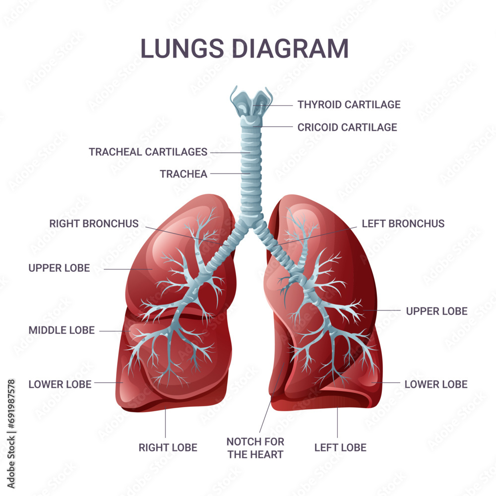 Lungs medical educational diagram. Vector illustration - obrazy, fototapety, plakaty 