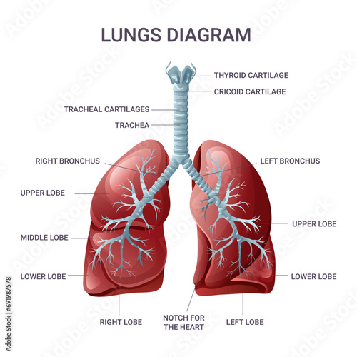 Lungs medical educational diagram. Vector illustration photo