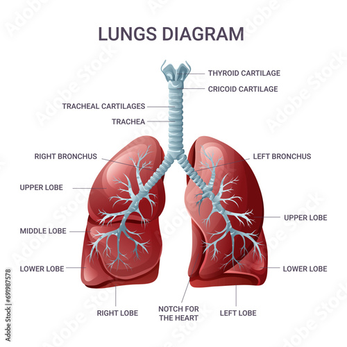 Lungs medical educational diagram. Vector illustration