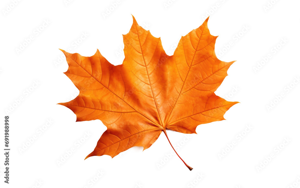 Good Design Red Color Leaf of Maple on White or PNG Transparent Background Good Design Red Color Leaf of Maple on White or PNG Transparent Background