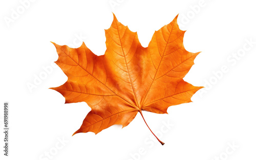 Good Design Red Color Leaf of Maple on White or PNG Transparent Background