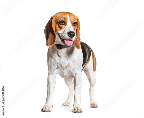 Beagle Panting wearing a collar, isolated on white