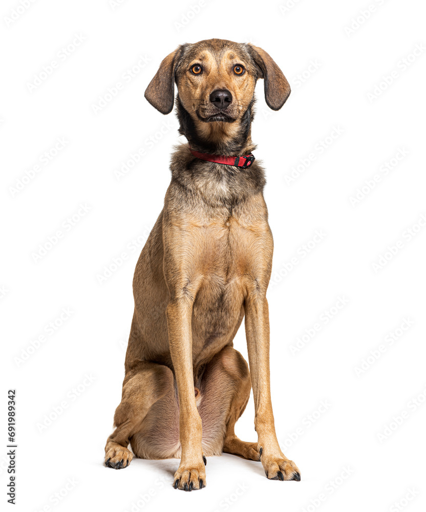 Mongrel Dog wearing a collar, isolated on white