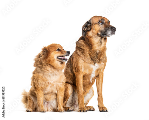 Two Mongrel Dogs  isolated on white