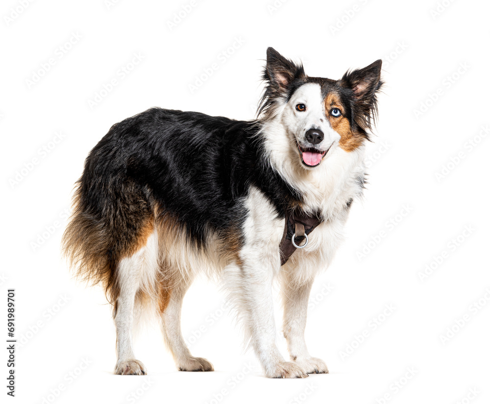 Panting Border collie wearing a harness, isolated on white