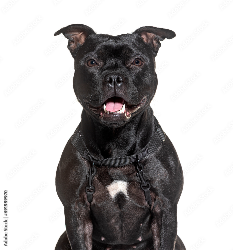 Black Am staff wearing a black harness, isolated on white