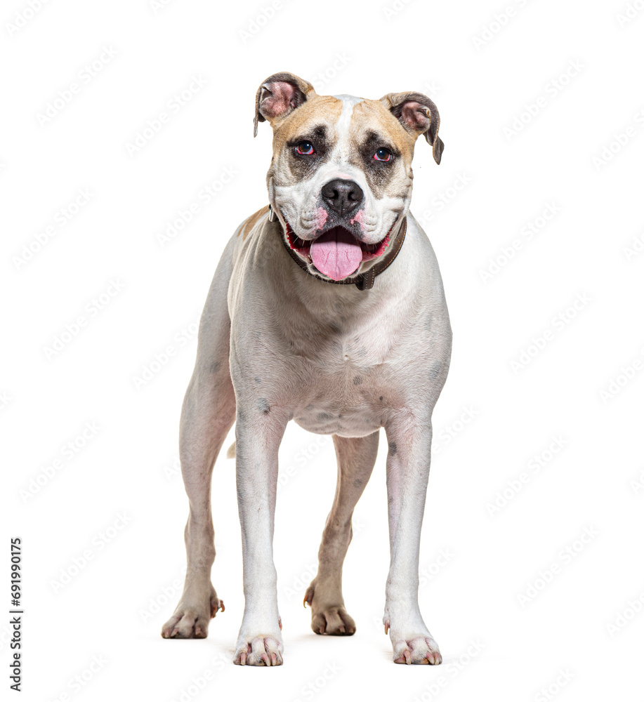 Mongrel Dog Panting wearing a dog collar, isolated on white