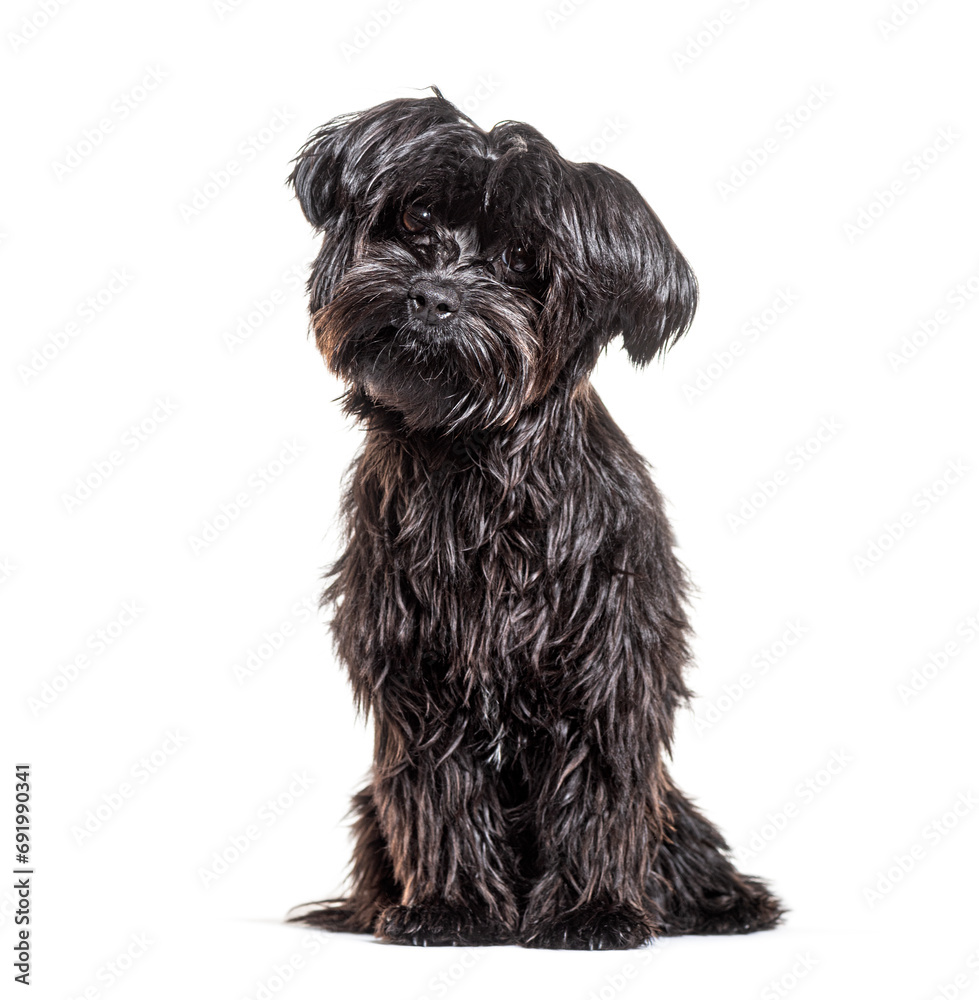 Shaggy black Mongrel Dog, isolated on white Shaggy black Mongrel Dog, isolated on white