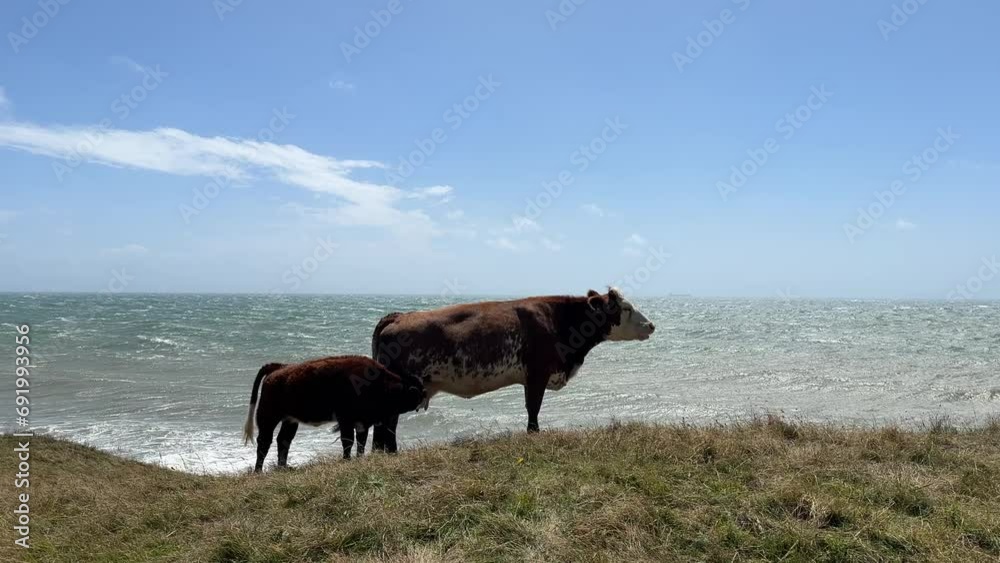 Cows graze in a meadow in windy weather overlooking the sea Cows graze in a meadow in windy weather overlooking the sea