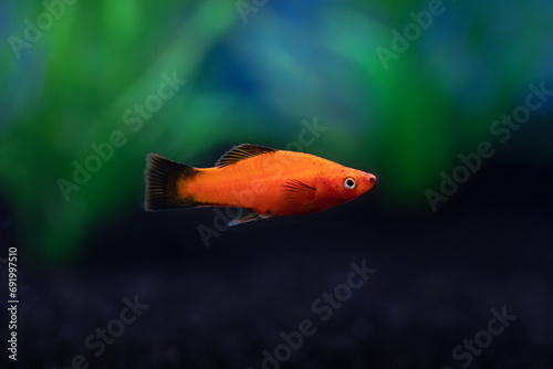 Closeup view of bright red orange Platy Fish in dark aquarium