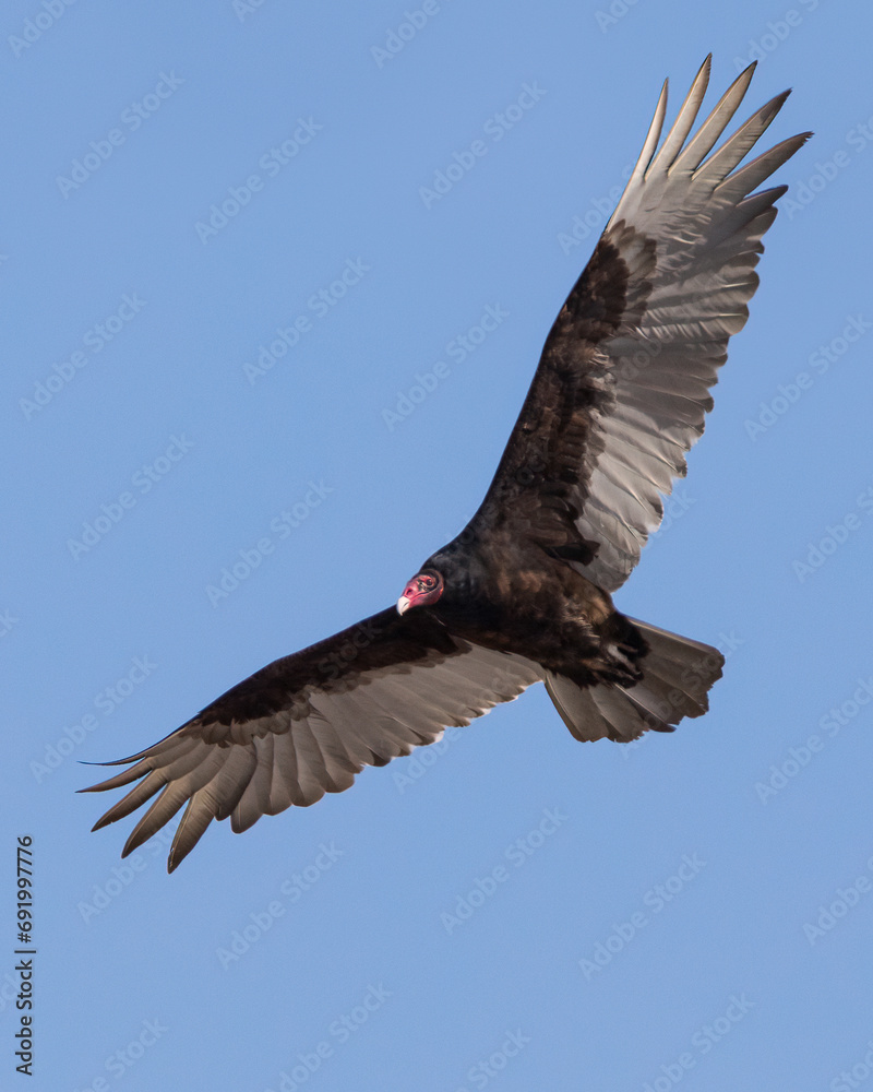 Fototapeta premium Closeup of large Turkey Vulture in flight overhead with spread wings