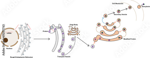 Protein trafficking. image shows the steps in protein transport through a cell, form rough endoplasmic reticulum, golgi body and exocytosis.   photo