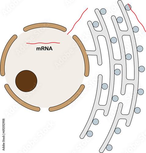 Nucleus and rough endoplasmic reticulum showing mRNA leaving the nucleus and attaching to the ribosome. photo