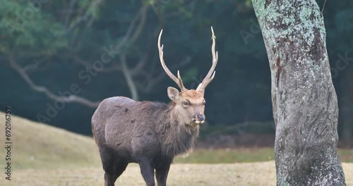 deer stag  standing near a tree trunk in the field.