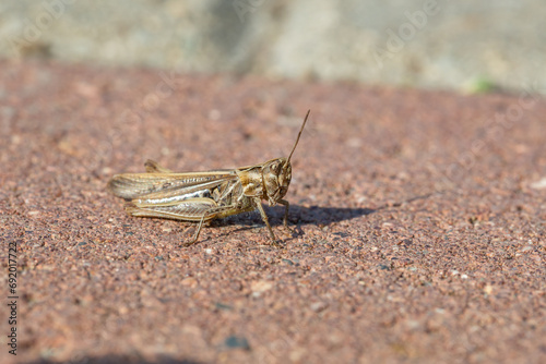 Common field grasshoper sitting on a stone macro photography in summertime. Common field grasshopper sitting on a paving slabs in summer day close-up photo.  photo