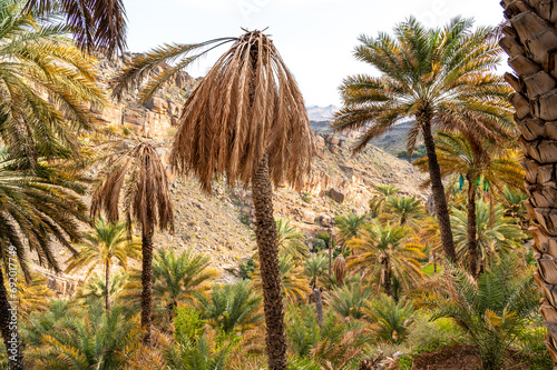 Palm trees oasis at Misfah al Abriyyin or Misfat Al Abriyeen village located in the north of the Sultanate of Oman. photo