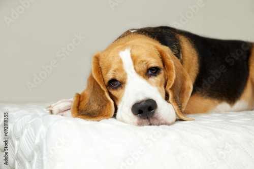 A cute Beagle dog is lying on the bed. A cozy homely atmosphere.