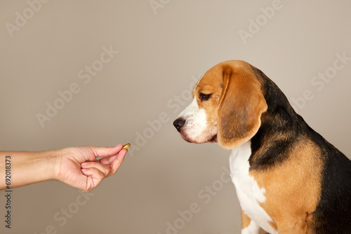 Fotografía The beagle dog is waiting to be given a pill from the hands of the owner or a doctor