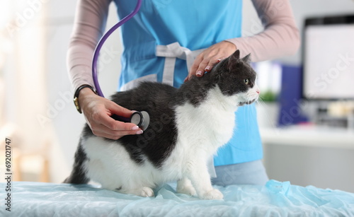 Woman veterinarian listening to cat lungs with stethoscope. Pet treatment concept
