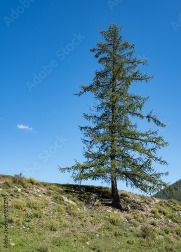 A larch tree on a hill against a blue sky