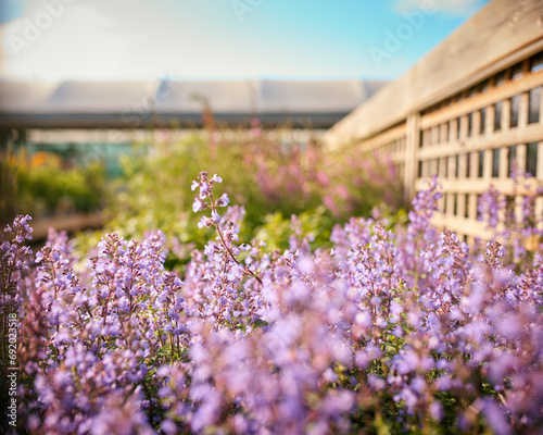 Close Up Of Colorful Plants And Flowers Growing Outdoors In Garden Centre photo