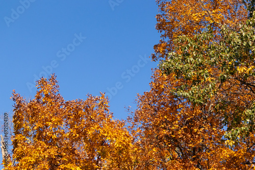 I love the look of these beautiful Autumn colors. The Fall foliage at its peak. The orange, yellow, and red showing the leaves are about to drop. A blue sky can be seen in the background.