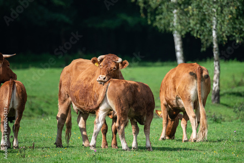 Lush Pasture Serenity: Limousine Cattle Grazing in Verdant Fields