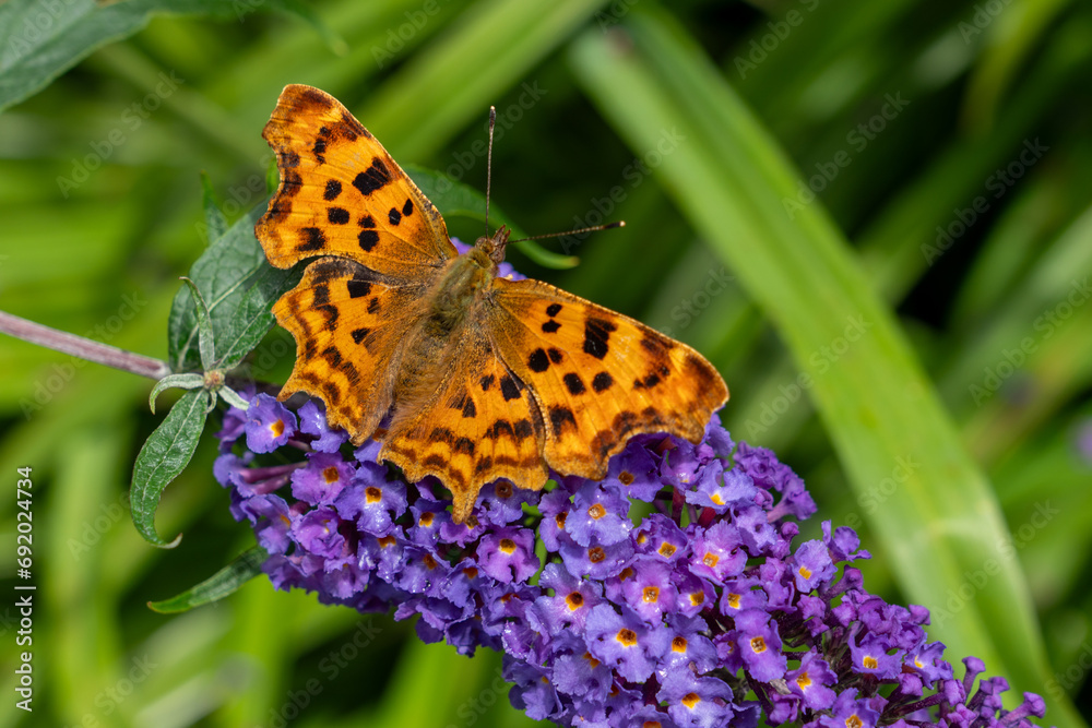 Close-up of a beautiful comma butterfly with its wings wide open sitting on Hybrid Asian Moon flowers on a warm summer's day in the west of England. Latin name Polygonia c-album. Close-up of a beautiful comma butterfly with its wings wide open sitting on Hybrid Asian Moon flowers on a warm summer's day in the west of England. Latin name Polygonia c-album.