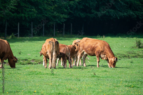 Lush Pasture Serenity: Limousine Cattle Grazing in Verdant Fields