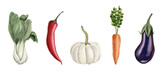 Set of vegetables: eggplant, Bok Choy, pepper, pumpkin, carrot. Watercolor illustration hand painted isolated on white