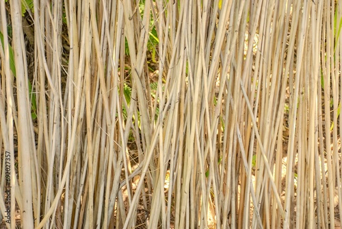 Drying Kenaf Background Dried Wood Fuel
