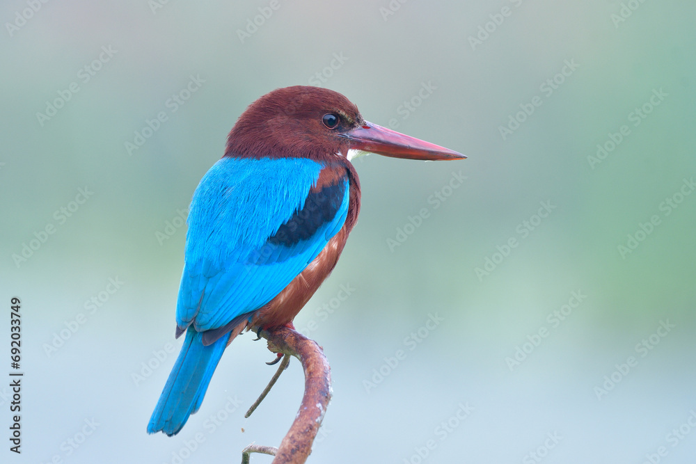 Obraz premium Lonely blue wings brown chead to head with white breast, White-throated kingfisher