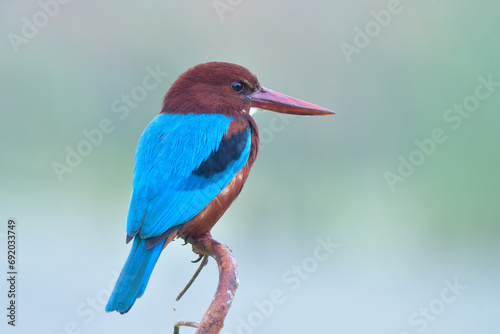 Lonely blue wings brown chead to head with white breast, White-throated kingfisher
