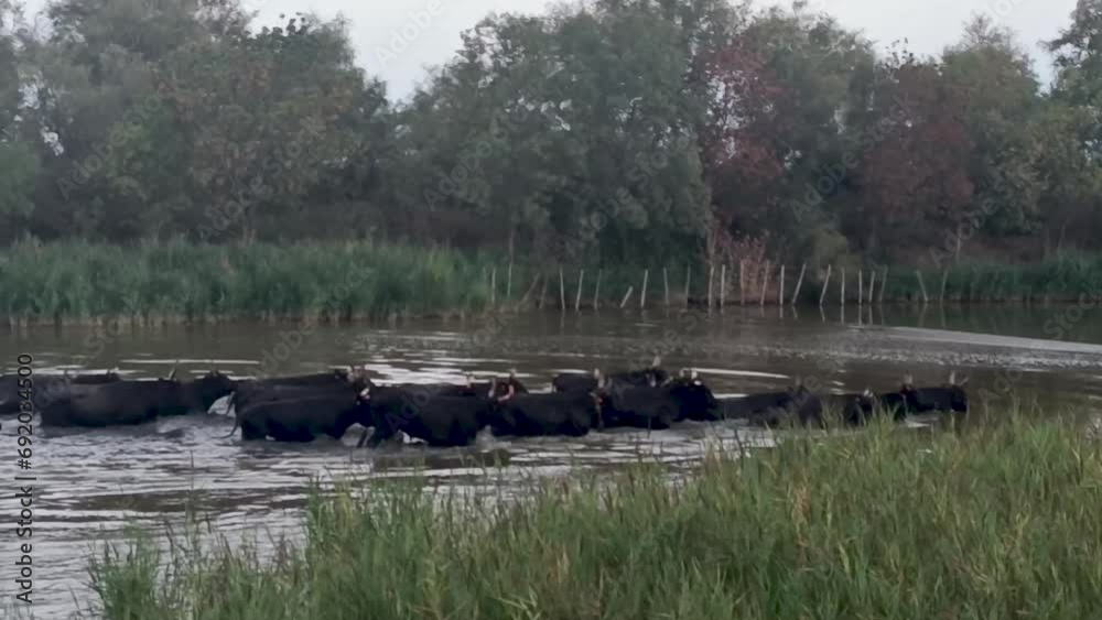 taureaux de Camargue traversant une rivière