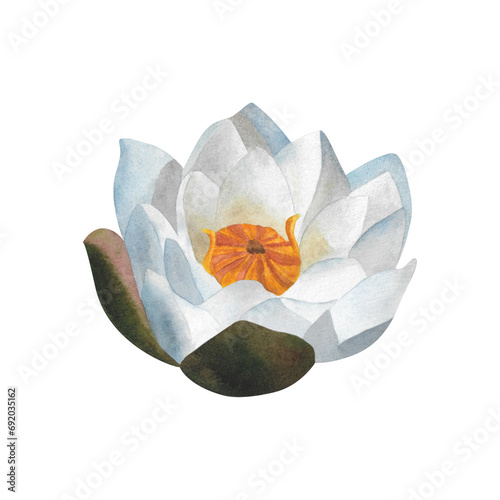 Watercolor white waterlily Hand painted floral illustration isolated nenuphar for greeting cards, postcards, logos, invitations. For Mother's day, Women's day or birthday. Botanical illustration.