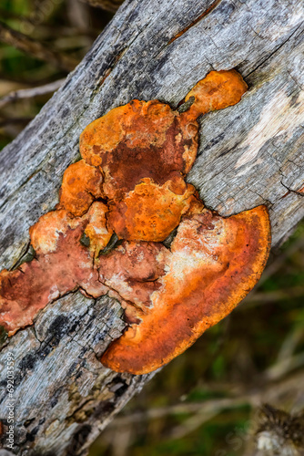 Orange fungus on the trunk of a tree, La Pampa Province, Patagonia, Argentina. photo